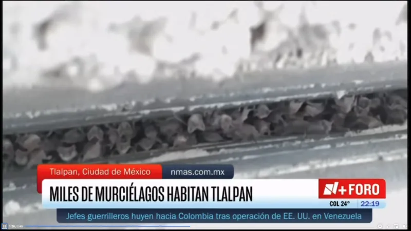 Los mamíferos no molestan a los vecinos ni los atacan / Especial