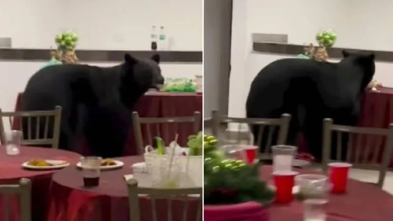 El oso negro ingresó al lugar de la posada y se acercó a la mesa donde se encontraba la cena navideña./ Captura de pantalla