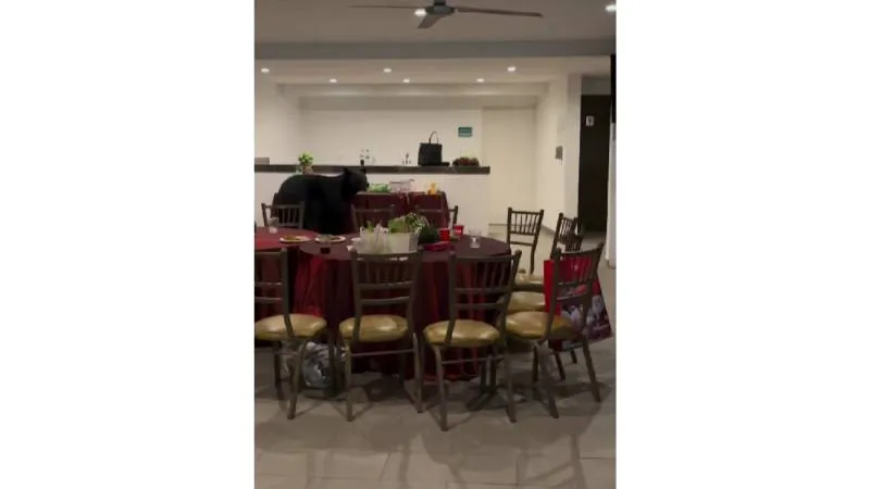 El hecho ocurrió en San Pedro Garza García, uno de los municipios donde se han registrado avistamientos de osos./ Captura de pantalla