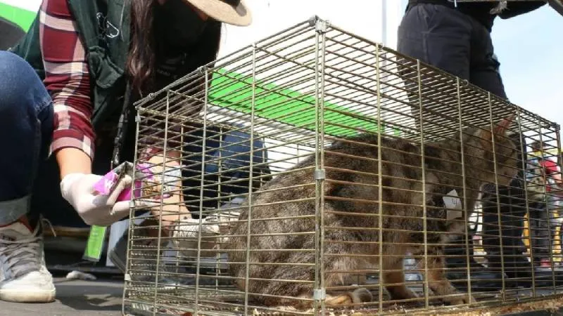 La medida busca fortalecer la protección y el bienestar animal en la Ciudad de México./ RS