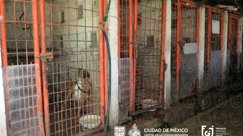 Autoridades de la CDMX recuperaron a 936 perros y gatos del Refugio Franciscano, ubicado en la alcaldía Cuajimalpa./ X:@FiscaliaCDMX