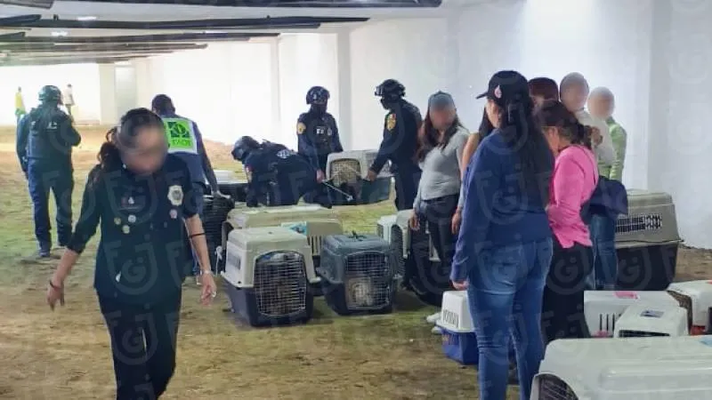 Los perros y gatos rescatados reciben atención médica y alimentación bajo resguardo oficial./X:@FiscaliaCDMX