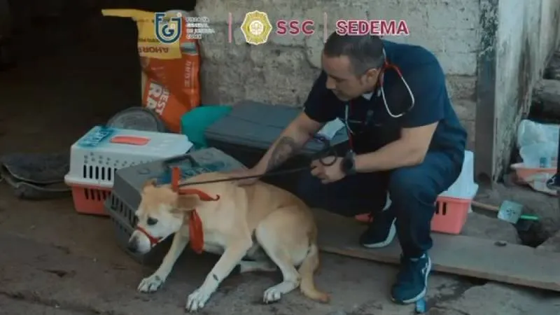 El operativo en el Refugio Franciscano generó un debate sobre bienestar animal y supervisión de albergues en la capital./ Captura de pantalla