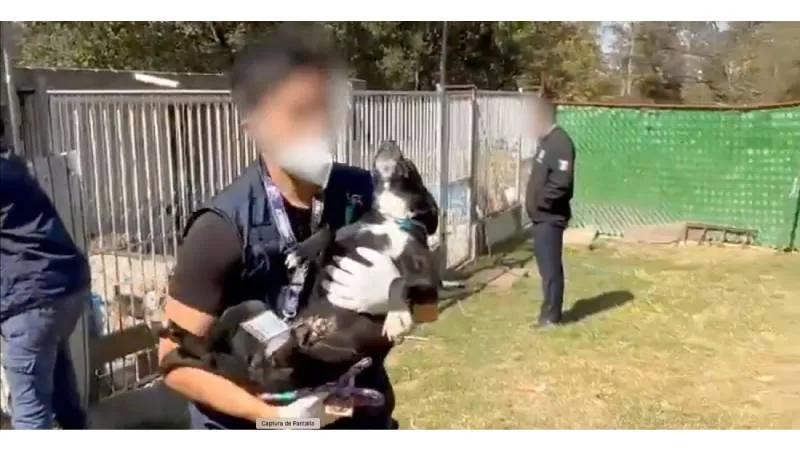 El Refugio Franciscano calificó como ilegal el aseguramiento de los animales y mantiene una disputa en revisión./ Captura de pantalla