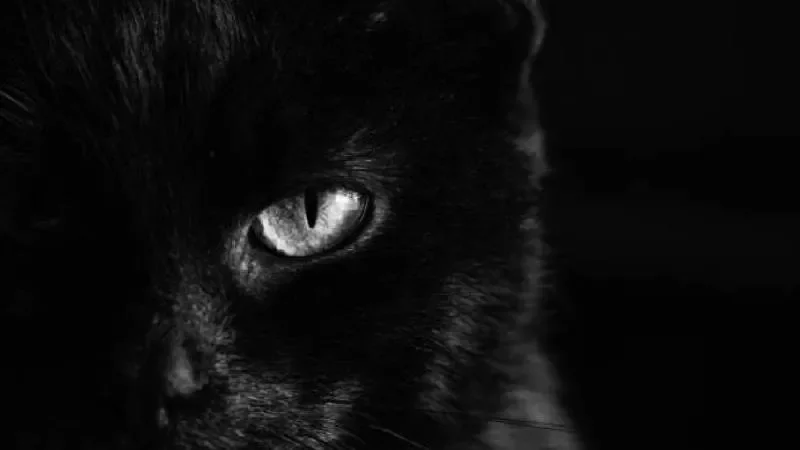 El refrán “En martes, ni te cases ni te embarques” resume la percepción negativa que existe alrededor de esta fecha./ Pixabay