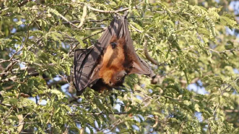 El virus Nipah puede provocar síntomas neurológicos y respiratorios graves, de acuerdo con especialistas./ Pixabay