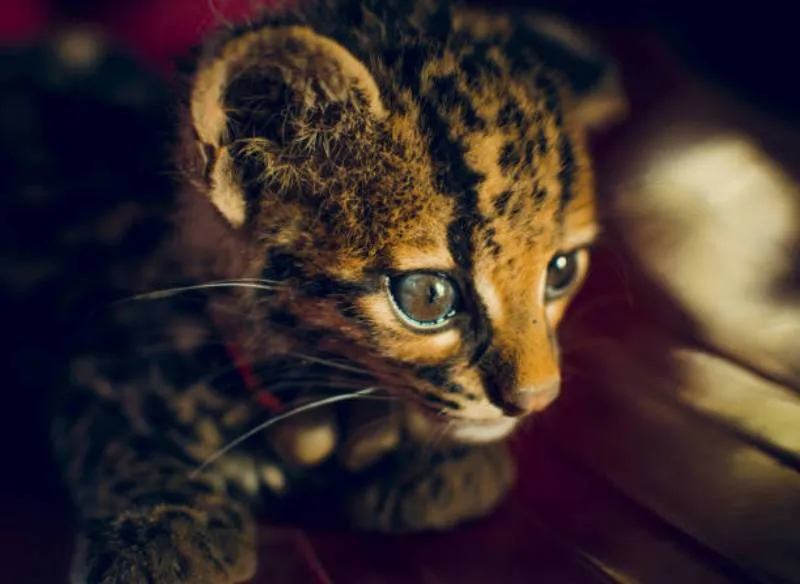 Autoridades ambientales reiteraron que es ilegal tener fauna silvestre como mascota. / iStock