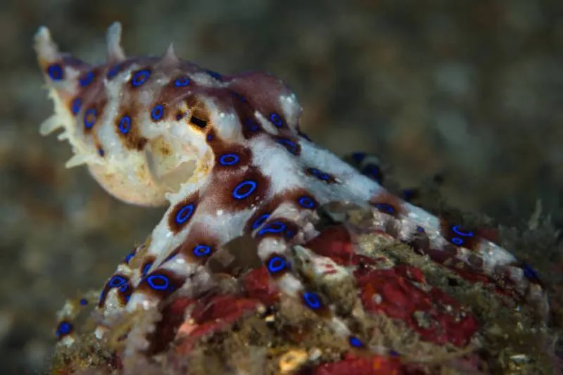 Los especialistas recomiendan no tocar animales marinos desconocidos durante las vacaciones. / iStock