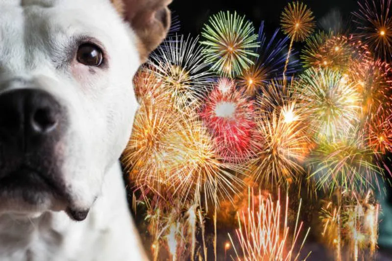 Los ruidos de fuegos artificiales pueden causar estrés y miedo en los perros durante las fiestas decembrinas. / iStock