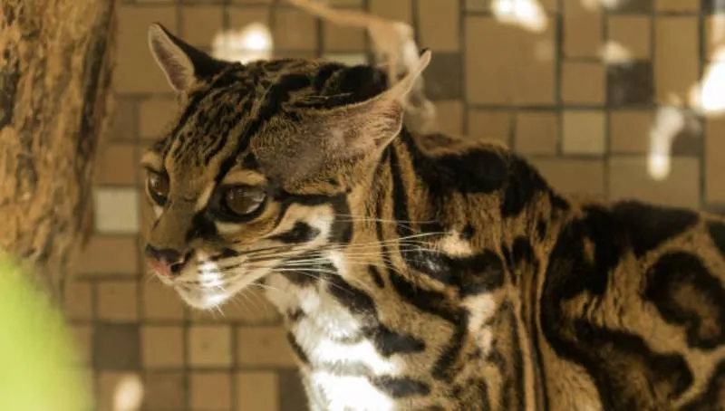 El rescate de este tigrillo en la CDMX vuelve a poner sobre la mesa la importancia de denunciar la tenencia ilegal de animales silvestres. / iStock