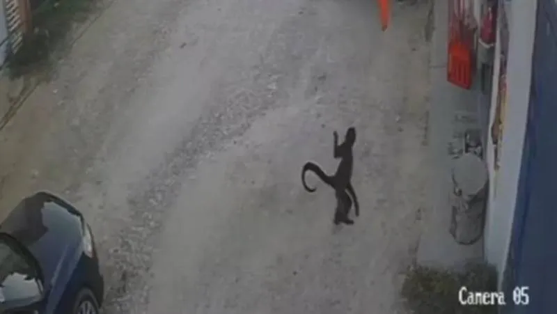 El momento en que el animal cruza la calle y se adentra al negocio fue captado por cámaras de seguridad. / Captura de imagen