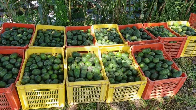 San Juan Tepecoculco se llenará de sabor, música y tradición este 18 y 19 de octubre. / Ayuntamiento de Atlautla de Victoria 2025-2027