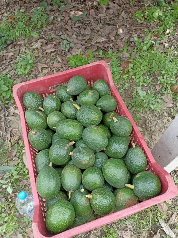 El evento busca impulsar la producción local y promover el consumo responsable. / Ayuntamiento de Atlautla de Victoria 2025-2027