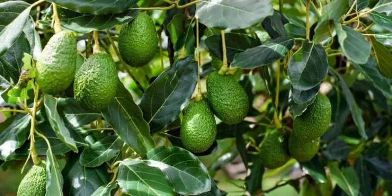 La feria promete ser una experiencia llena de cultura, tradición y mucho sabor. / Ayuntamiento de Atlautla de Victoria 2025-2027