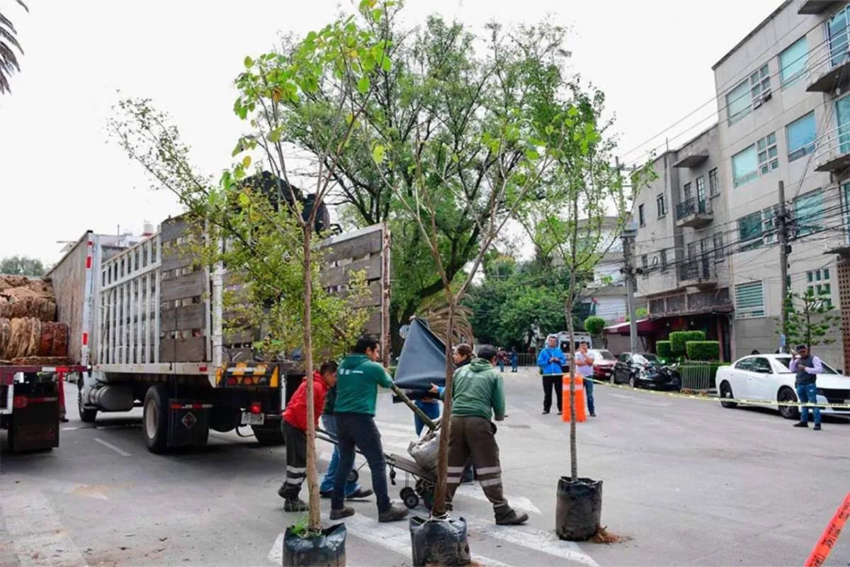 Árboles nativos sustituyen palmeras en CDMX 2025/SOBSE