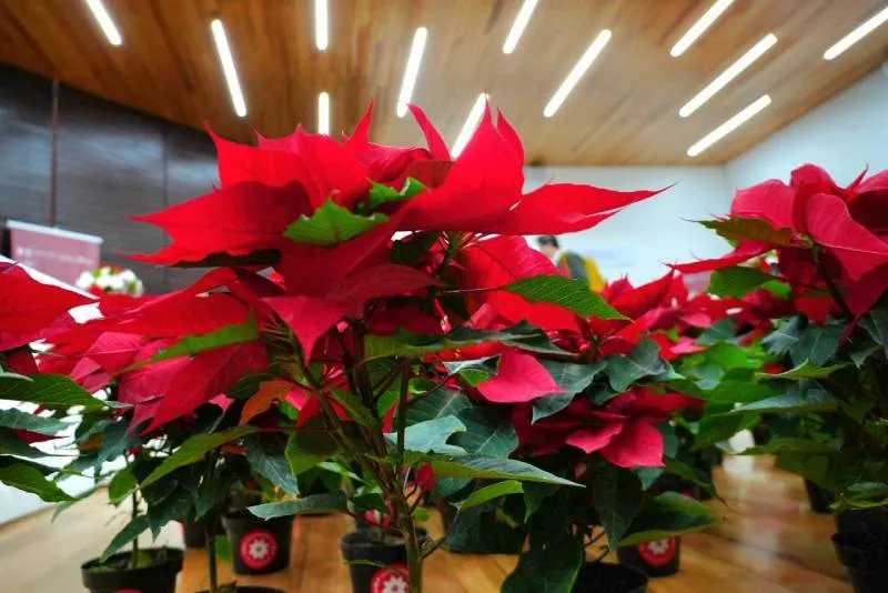 Comprar nochebuenas en puntos autorizados promueve la economía de comunidades rurales y conserva tradiciones navideñas. / SEDEMA