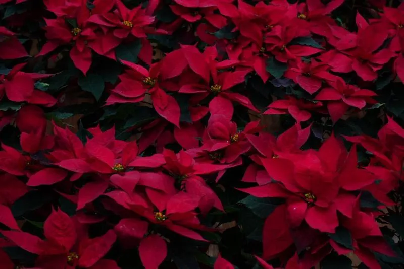 Este año la CDMX registró una producción récord de 1.8 millones de nochebuenas, disponibles directamente con productores. / SEDEMA