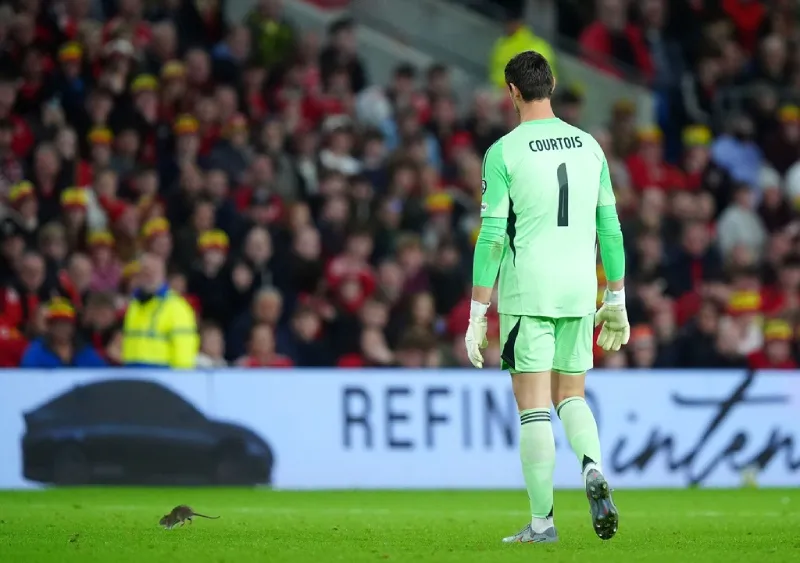 Una rata invadió el campo