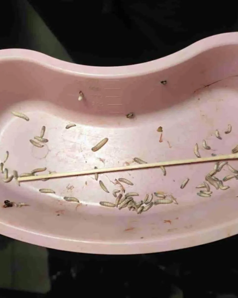 Al momento de presenciar a algún gusano, lo mejor es acudir al médico / Redes Sociales