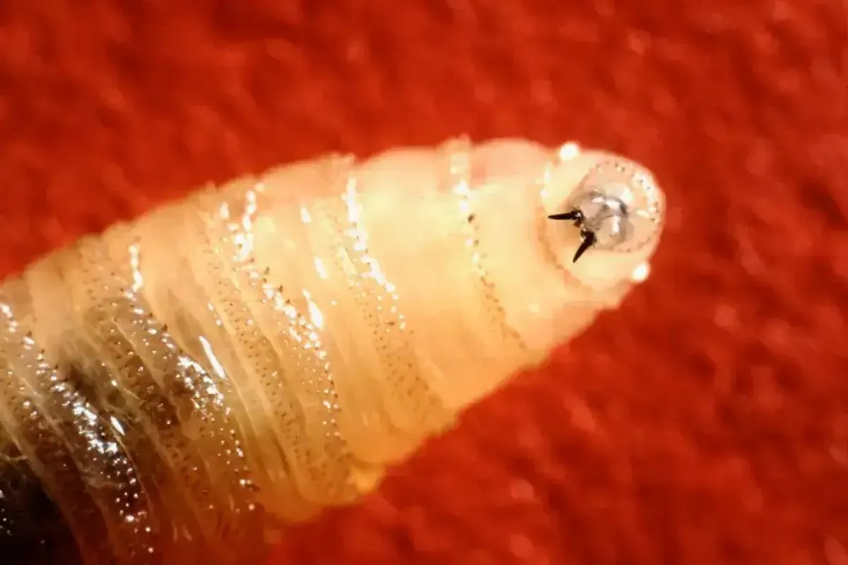 Las larvas se presentan más en ganado u otros animales / Redes Sociales