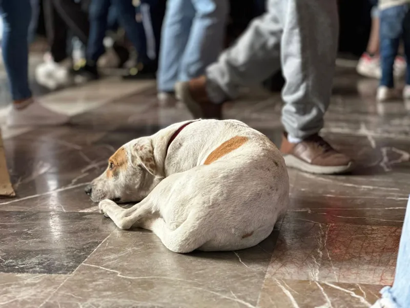 Se tiene el reporte de 27 perritos rescatados / Redes Sociales