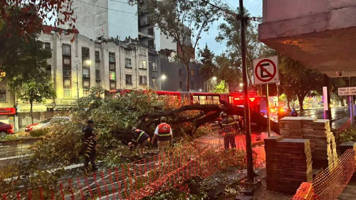 Las intensas lluvias en CDMX también han provocado caída de árboles/X