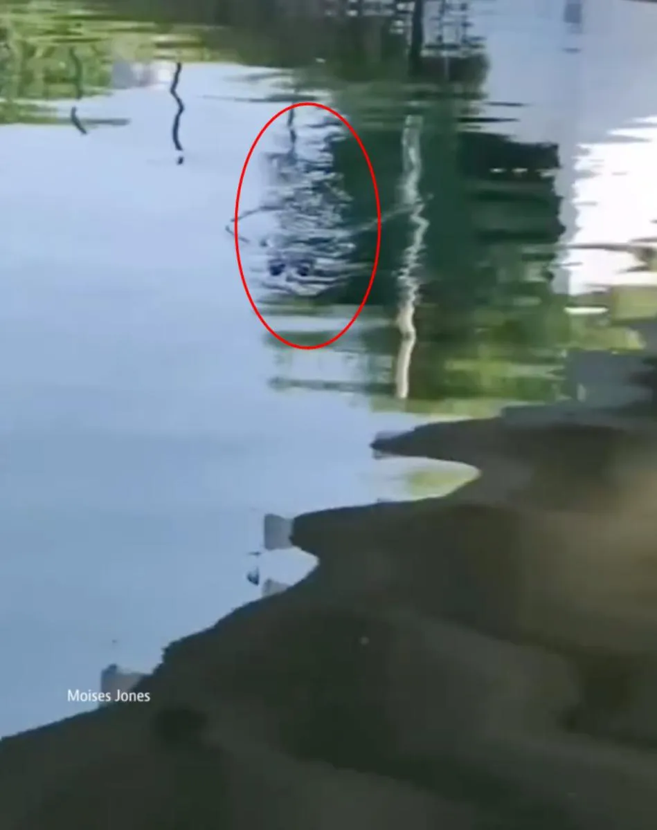 El cocodrilo se dirigía a su víctima, pero no logró su objetivo / Redes Sociales