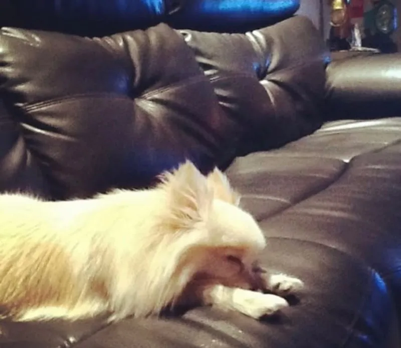 El perro del Campeón | @Jcchavez115