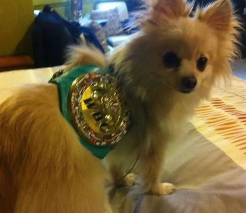 El perro del Campeón | @Jcchavez115