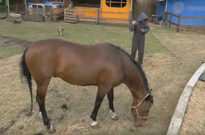 El caballo se alteró durante una de las actividades asignadas dentro de La Granja VIP. / La Granja VIP