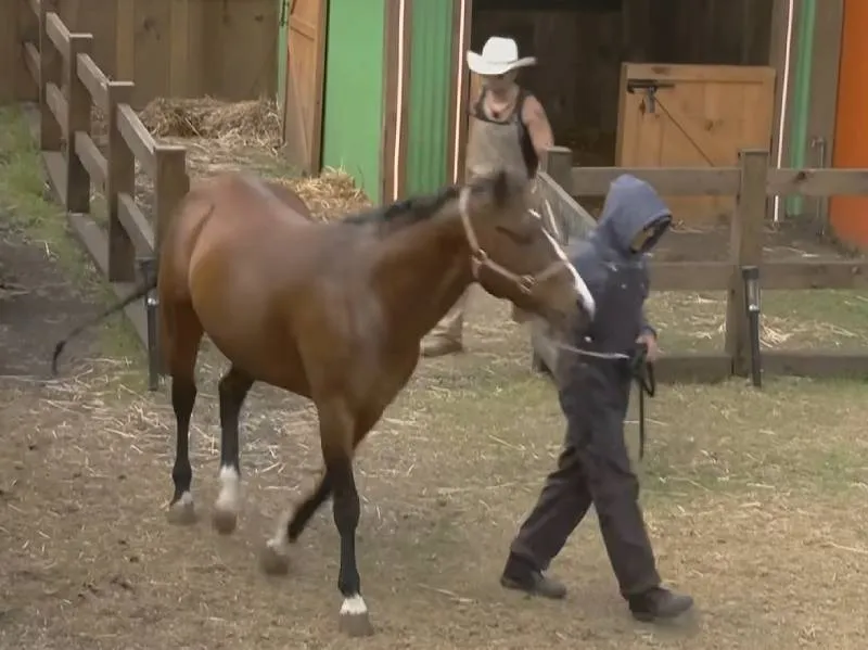 Sergio Mayer Mori resultó lastimado de la mano tras el inesperado comportamiento del caballo “Canelo”. / La Granja VIP