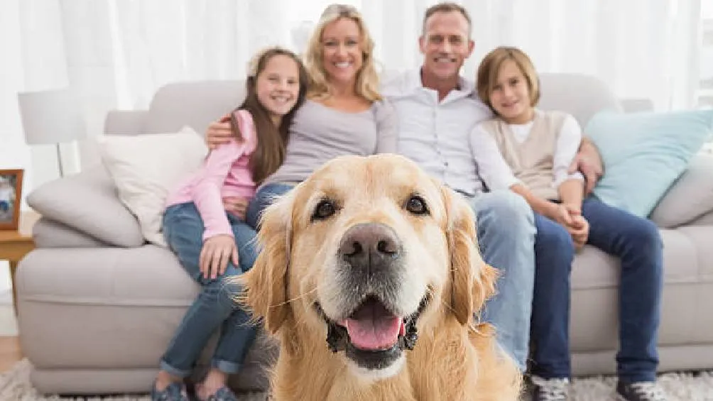 El perro es un miembro de muchas familias/Pixabay