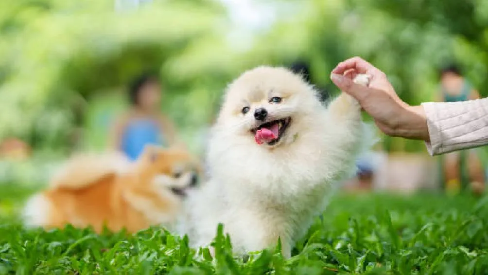 En México el Día del Perro es el tercer domingo de julio/Pixabay