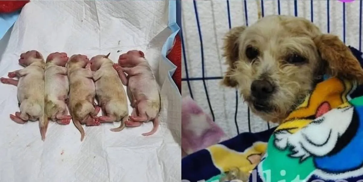 Cereza estaba embarazada de cinco cachorros/RS
