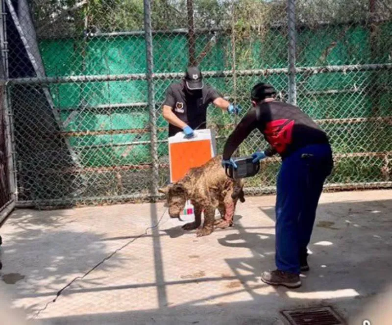 Videos del estado crítico de la osa “Mina” causaron indignación en redes sociales/RS