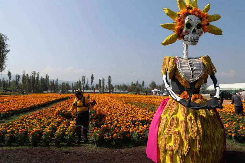 La Ciudad de México logró una cifra récord en la producción de flor de cempasúchil. / X: @ClaraBrugadaM