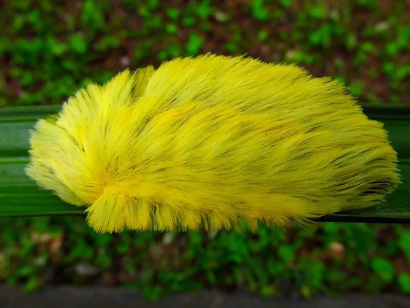 También es conocida como "gato lanudo". / Redes sociales