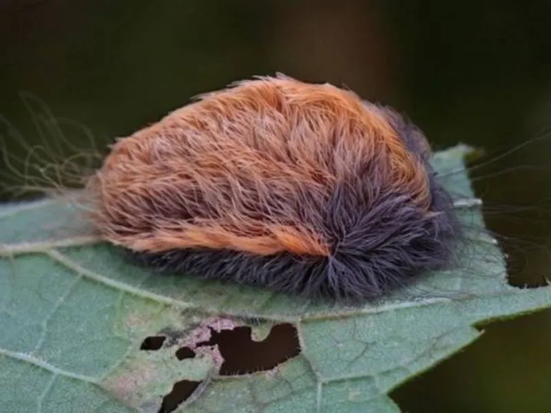 La oruga peluche ha encendido las alarmas en Tlajomulco de Zúñiga, Jalisco. / Redes sociales