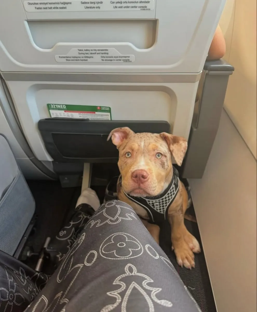 Uno de sus perros | @st_maximin