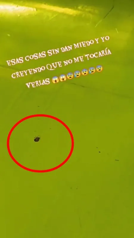 El video muestra como el insecto se acomoda para su viaje / Redes Sociales