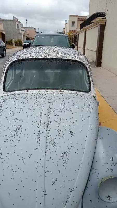 La plaga de moscas ha preocupado a los habitantes de Tizayuca / Redes Sociales