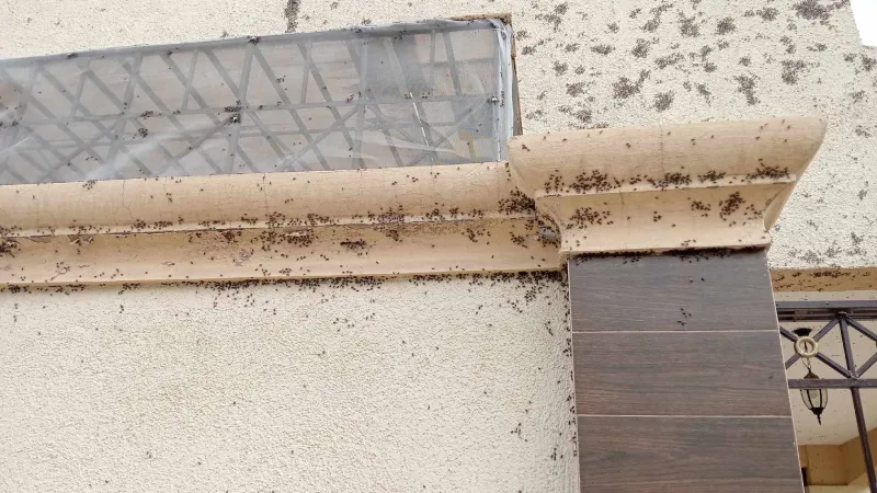 La salud de las personas se ha visto afectada por las mosca que están por todos lados / Redes Sociales