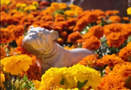 Roscoe fue incluido en la ofrenda del Mexico GP