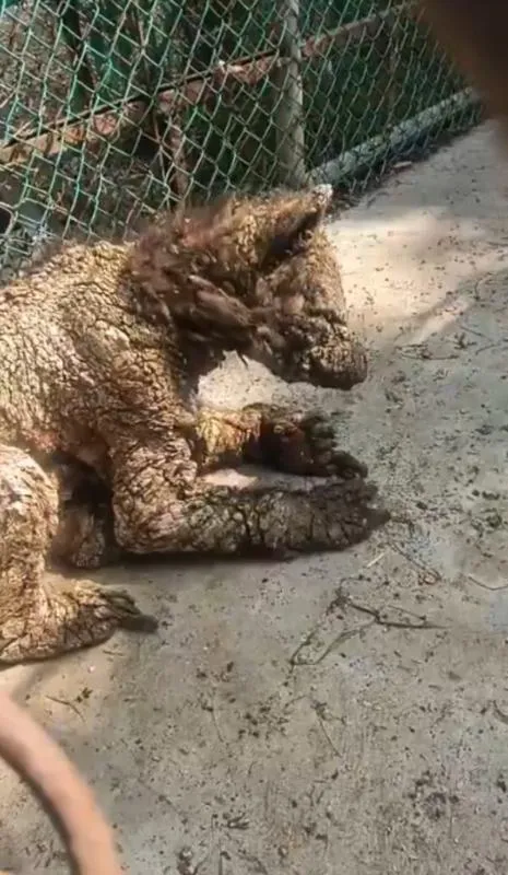 El oso con problemas se pude mover y luce muy descuidado / Redes Sociales