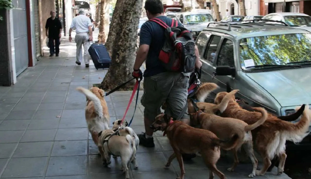 En CDMX hay apenas 18 paseadores de perros registrados/X