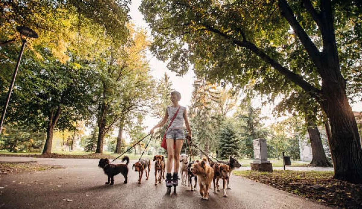 El cobro por hora para pasear un perro depende colonias o alcaldías/Pixabay