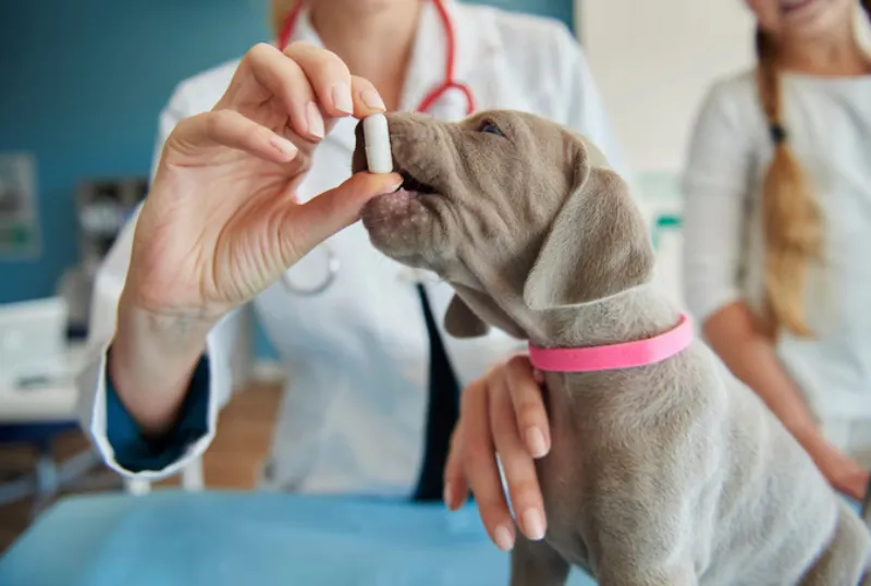 La LOY-002 estaría enfocada en perros de 10 años o más y con un peso mínimo de 6 kilogramos / FREEPIK
