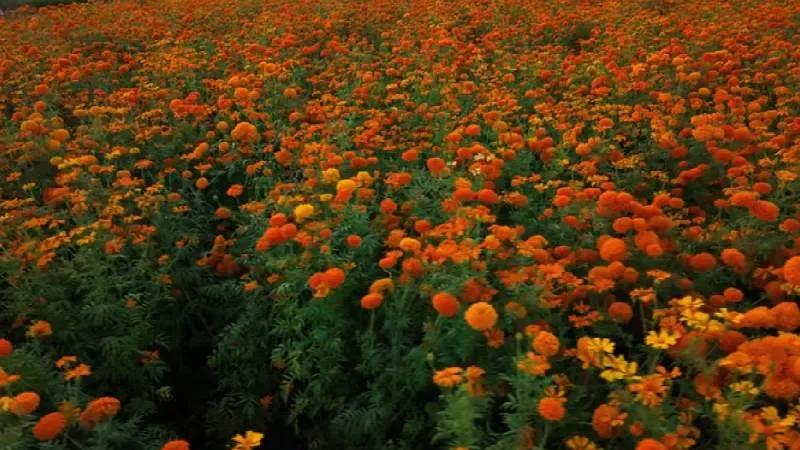 La flor también simboliza la conexión entre el sol y el ciclo de la vida. / Pixabay