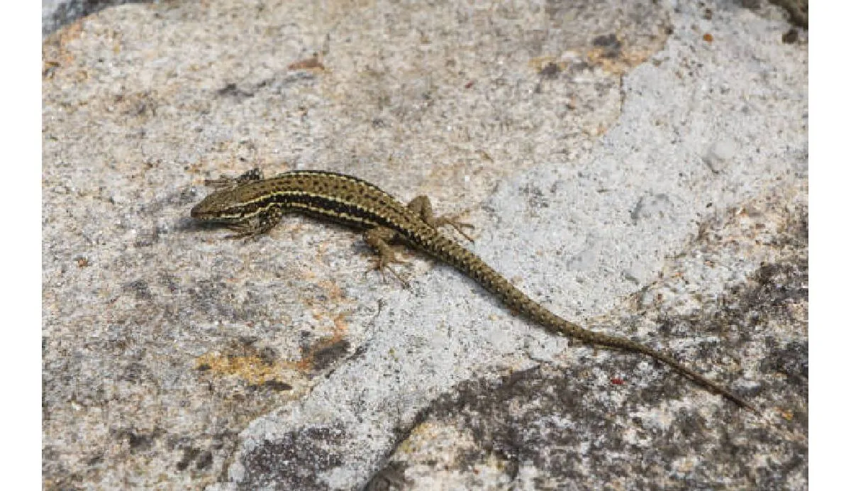 El gesto ha generado reflexiones sobre la empatía infantil y la importancia de educar en valores como el respeto hacia todos los seres vivos | iStock