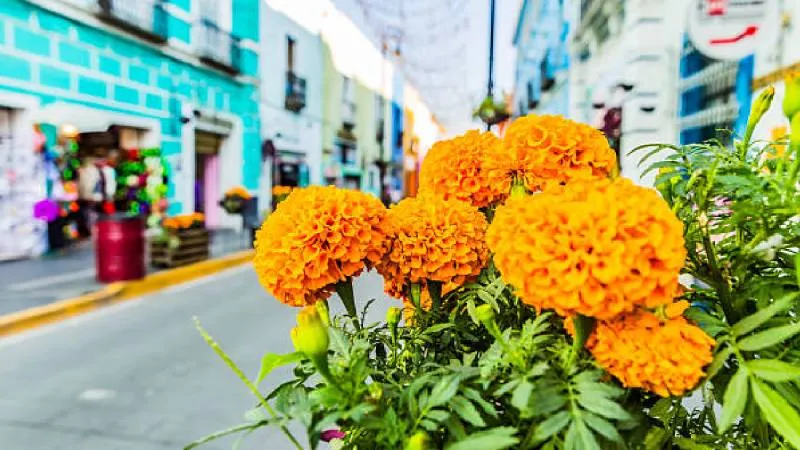 Se creía que su aroma y su color servían de guía espiritual durante la celebración dedicada a los muertos./ Pixabay